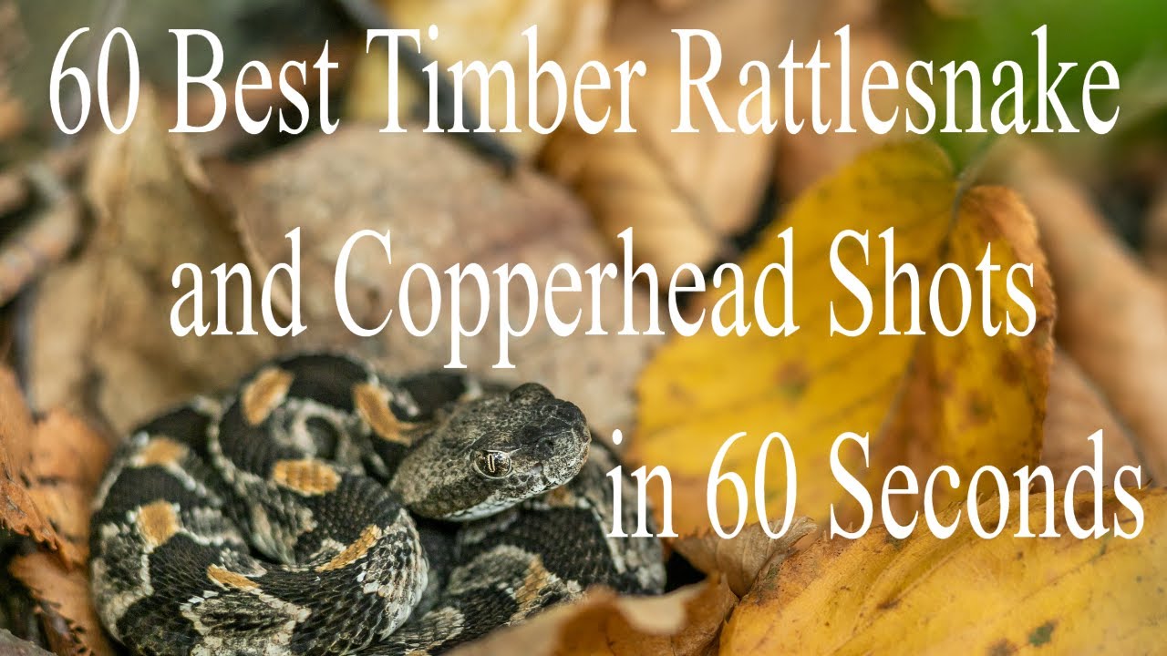 60 BEST TIMBER RATTLESNAKE/COPPERHEAD SHOTS IN 60 SECONDS YouTube