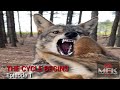 All About COYOTES! The Cycle Of LIFE & DEATH Begins! Episode1