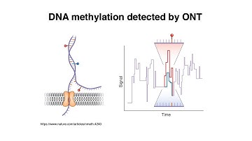 MCB 182 Lecture 8.3 - DNA methylation