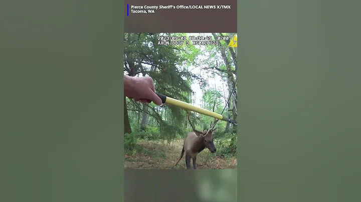 Deputies work to free elk that got antlers stuck in tree swing, even after close call with him