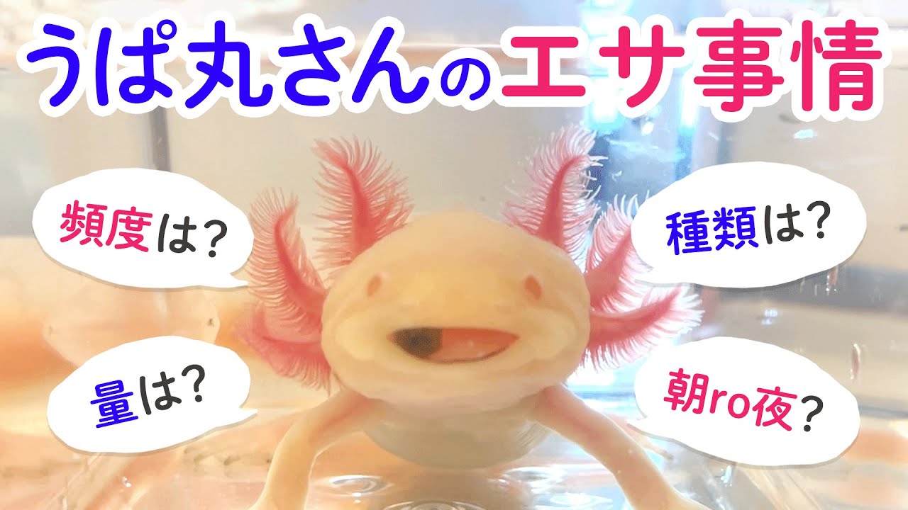 About Upamaru S Food Axolotl Youtube