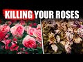 Grow Roses Without Chemicals? These Companion Plants Do It