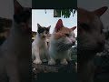 udin dan siti. #trending #cat #kucing #kucinglucu #cinematic #cupcut #fyp #trending #cat #alomani