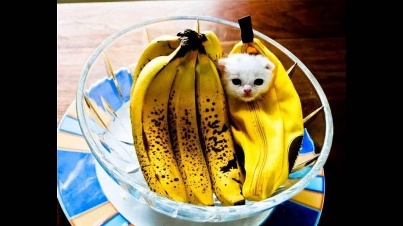 кошка и банан. смешной кот в банане. кошка облизывает. банановая кошка. кошка на банановом дереве.