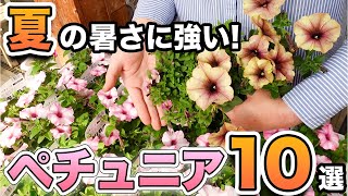 【暑さに負けない】プロが選ぶ”秋まで長く楽しめるペチュニア”を10選紹介します♪【初心者向け】【ガーデニング】【園芸チャンネル】