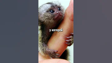 Самые умные животные в Мире