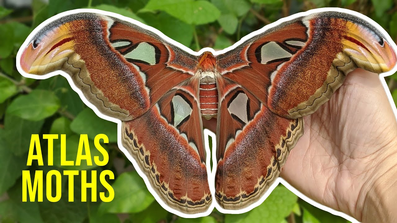 Meet The Atlas Moth Up Close Youtube Meet The Atlas Moth Up Close Youtube
