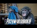 Шимпанзе проводит генеральную уборку! | У нас новый этап строительства | Новости сегодня
