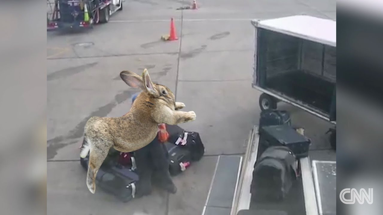 Shocking Footage of Dead United Airlines Bunny