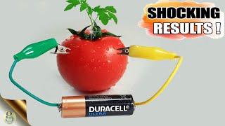 Effect of Electricity on Plant Growth | DIY Gardening Experiment on Electro-Culture with Results