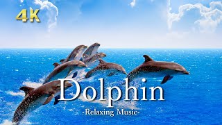 【Dolphin 4K 】- Beautiful Sea Nature, Relaxation Film With Calming Piano Music ｜イルカと海の大自然