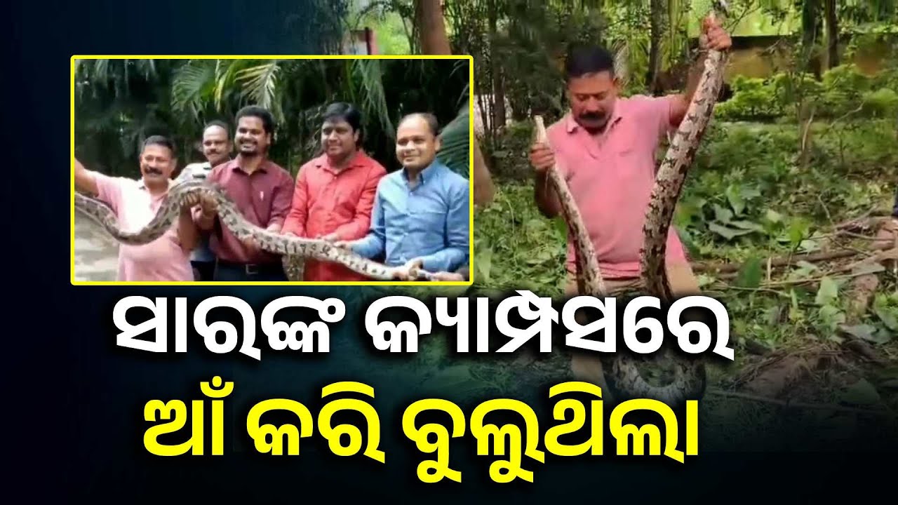 ରାୟଗଡ଼ା ଉପ ଜିଲ୍ଲାପାଳଙ୍କ କାର୍ଯ୍ୟାଳୟରୁ ବିରାଟ ଅଜଗର ସାପ ଉଦ୍ଧାର || Knews Odisha