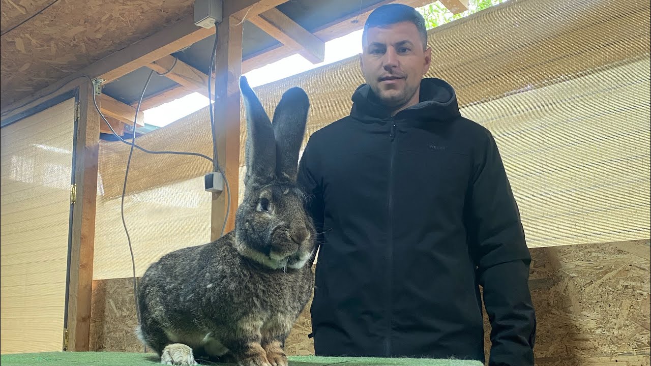 Vizita Vlad Palaș ( Urias German) 🐰
