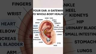 Ear Reflexology Map: Pressure Points for Whole Body Healing #shorts #ytshorts Health Guide #health