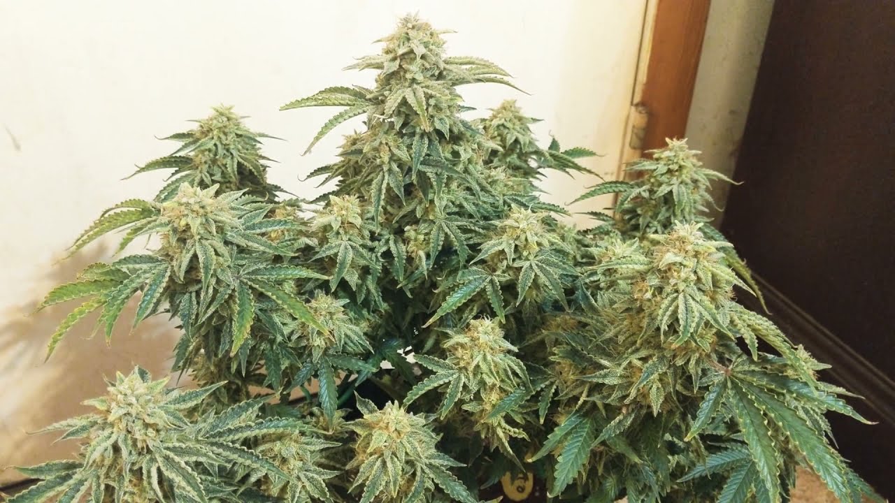 GELATO AUTO READY FOR HARVEST! 