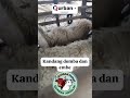 kandang Embe dan Domba siap. meramaikan perhelatan Akbar idul qurban