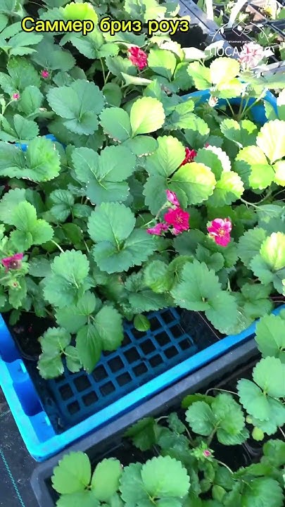 КЛУБНИКА С КРАСНЫМИ ЦВЕТАМИ 🍓 Саммер Бриз Роуз #клубника @posazhulya ...