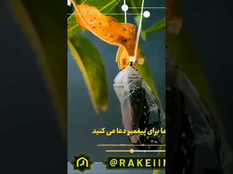 خاصیت صلوات چیه صلوات امام زمان امام حسین امام رضا اسلام دین فلسطين غزة إسرائيل یارضا