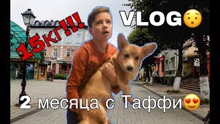 VLOG!!! 2 МЕСЯЦА С ТАФФИ ИЛИ КАК МЫ ЕГО ВЕЗЛИ