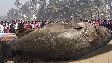 Phú Quốc: câu được 