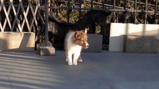 シェルティー仔犬 '170123