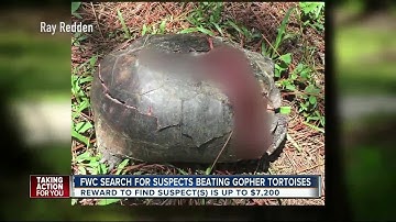 FWC search for suspects beating Gopher tortoises