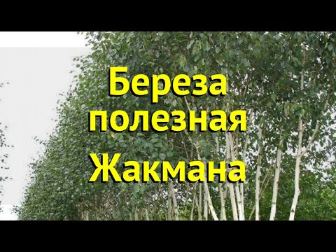 Береза полезная жакмана. Краткий обзор, описание характеристик betula utilis