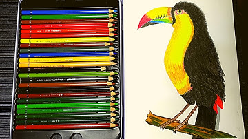How to Draw a Toucan Bird With Color Pencil , Bird Drawing , color pencil drawing ,Armaansangeet Art