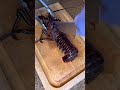 How to humanely break down a lobster lobster livelobster seafood cooking