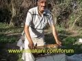 Saldırgan ve sakin arı farkı, arıcılık videosu