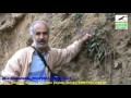 Özel bitkiler WULFENİA ORİENTALİS Amanos dağları Amanos keşif AKED Nazım SÖNMEZ