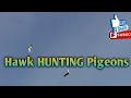 GOSHAWK HUNTING PIGEONS