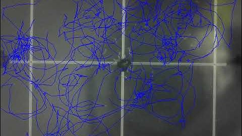 C. elegans nematode orienting in the ABSENCE of stimuli (control for thermal and chemical experim) 2