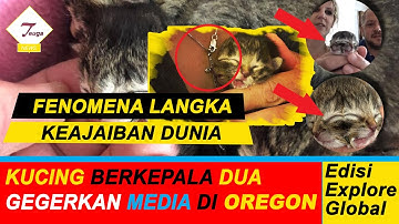 Kucing Berkepala Dua Gegerkan Warganet di Oregon