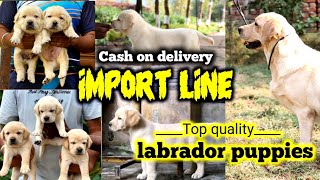 Cash on delivery | Import line || Labrador puppies for sale || genuine price | full heavy