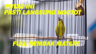 PANCINGAN PLECI CEPAT NGOTOT DAN NEMBAK MATERI