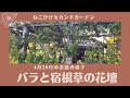 【パーゴラ花壇／バラと宿根草】４月２０日の庭より開花前のバラやモリモリに育ってきた宿根草の様子