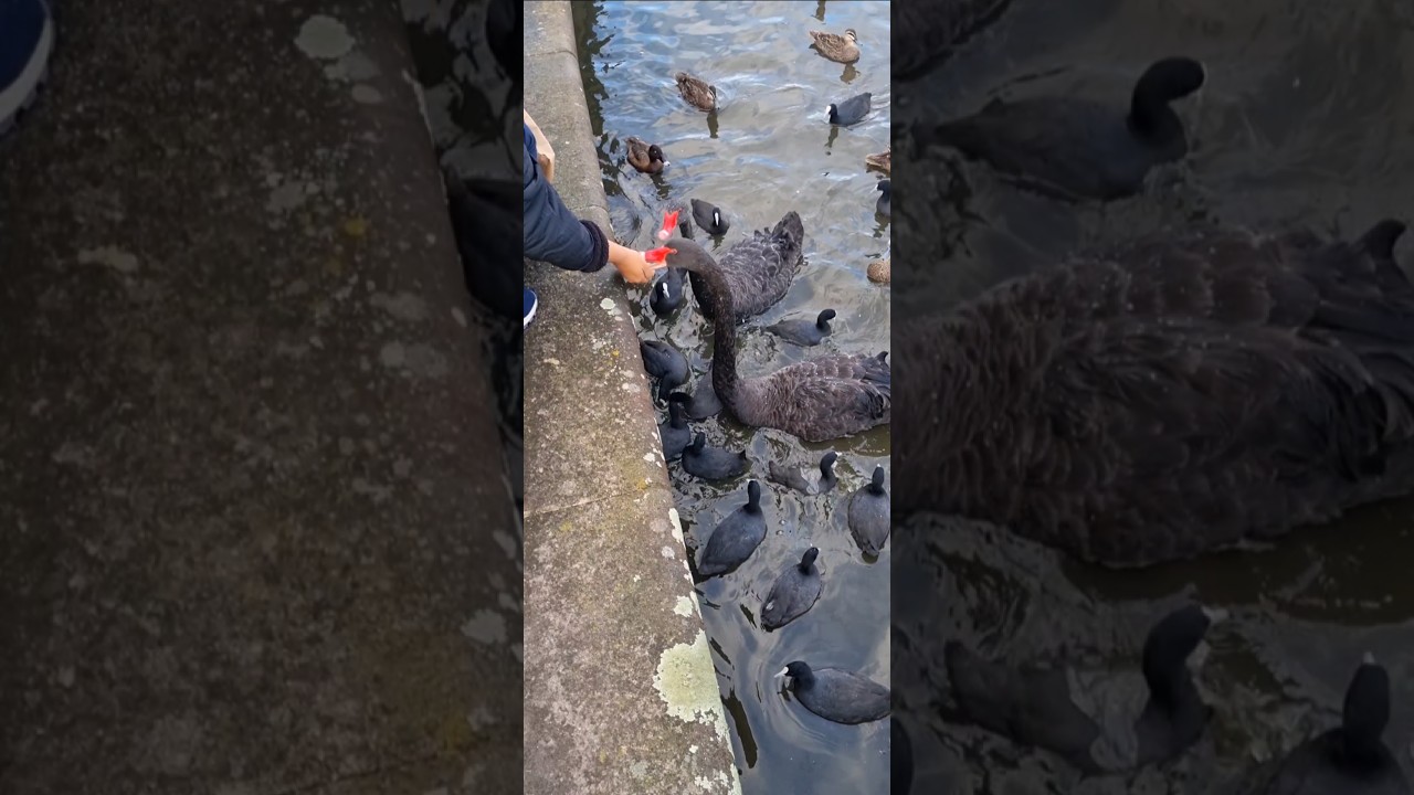 Why these Black Swans so friendly 