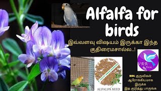 alfalfa medical usage for birds/குருவிகளுக்கு நோய் அண்டாமல் இருக்க குதிரைமசால் எப்படி எப்போது தரவும்