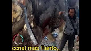 suara pikat aleskuneng,jernih dan jos