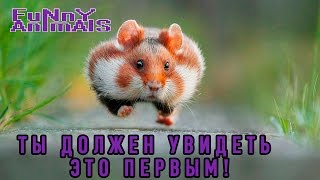 Смешные животные 2016 | ПОДБОРКА | СМЕШНО ДО СЛЁЗ 2016!!! | Funny Animals compilation Смешные животные 2016 | ПОДБОРКА | СМЕШНО ДО СЛЁЗ 2016!!! | Funny Animals compilation