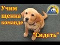 Урок №2. Как научить собаку команде сидеть / Выдержка по команде "Сидеть"