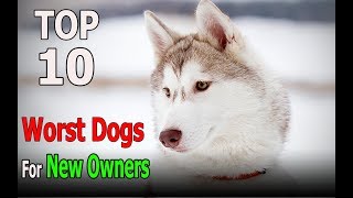 Top 10 Worst dog Breeds for New Owners | Top 10 animals by TOP 10 Animals 7,846 views 6 years ago 4 minutes, 50 seconds