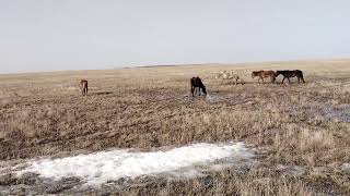 Долгожданная весна. Жеребцы.