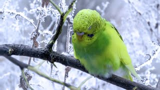 How to Take Care of a Budgie in the winter | Parakeet
