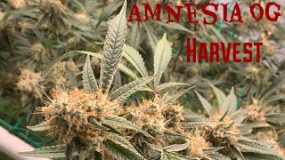 Day 65 : Chopping down Amnesia OG (Where’s my Bike) Harvesting Cannabis