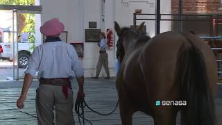 Anemia infecciosa en Equinos