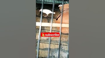 albino java #albino #java #finch #finchesbirds #finches  #ytshorts #viral #petslovers2770