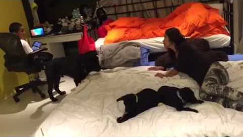 Adopt Mary's Dogs - Anders & Anson w Foster mom