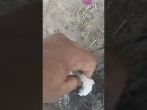 الماء والصابون للقضاء على القرمل حشرة صغيرة جدا سوداء اللون تلتصق تحت اجنحة الدجاج